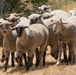 Travis AFB protects environment by using sheep