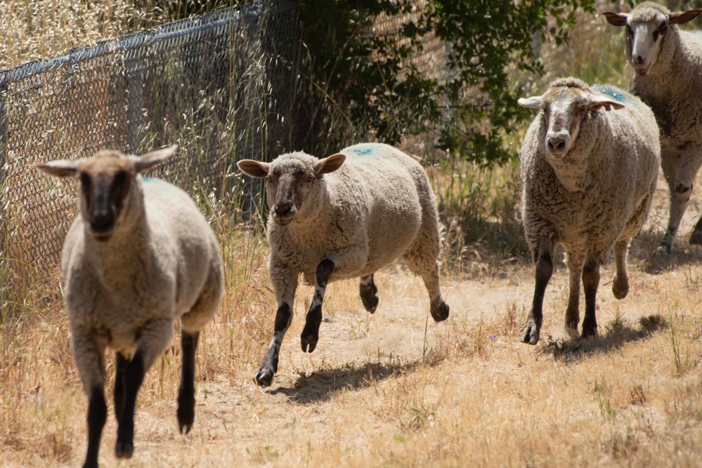 Travis AFB protects environment by using sheep