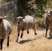 Travis AFB protects environment by using sheep