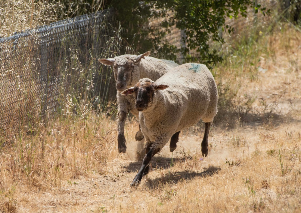 Travis AFB protects environment by using sheep