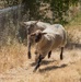 Travis AFB protects environment by using sheep