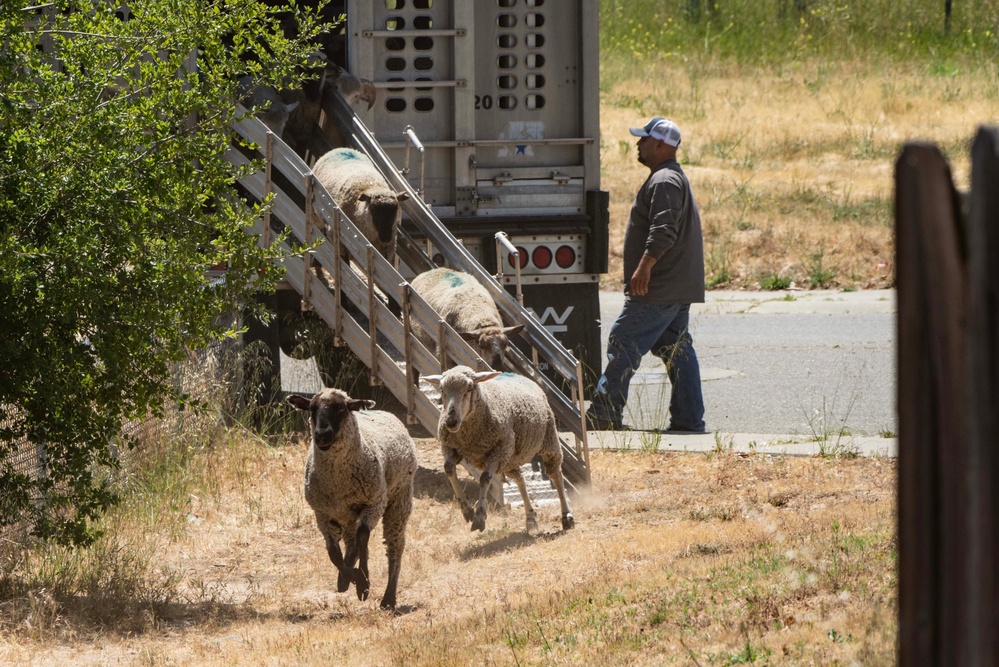 Travis AFB protects environment by using sheep