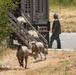 Travis AFB protects environment by using sheep