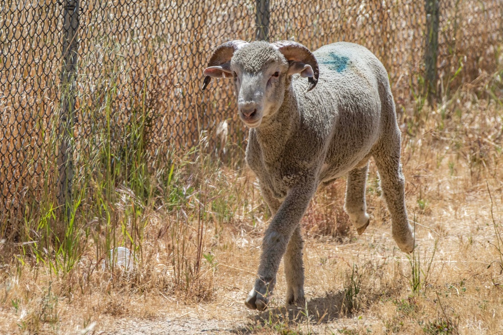 Travis AFB protects environment by using sheep