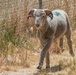 Travis AFB protects environment by using sheep