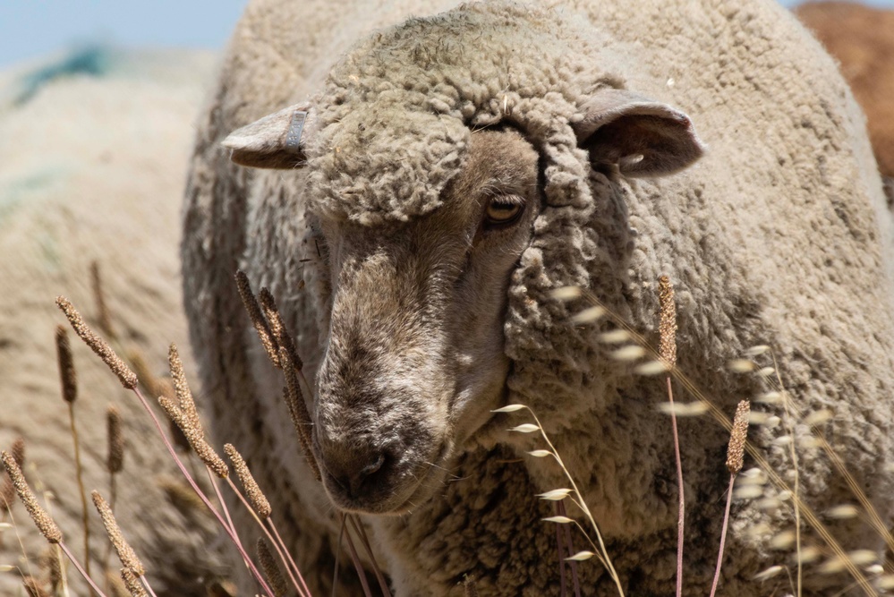 Travis AFB protects environment by using sheep