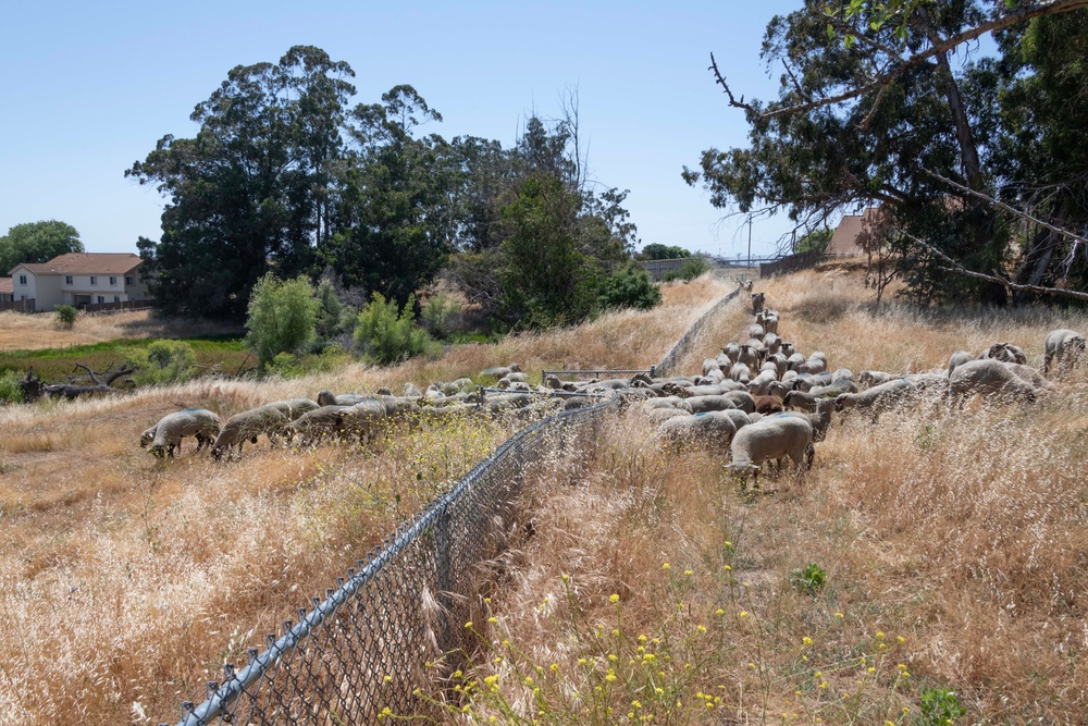 Travis AFB protects environment by using sheep