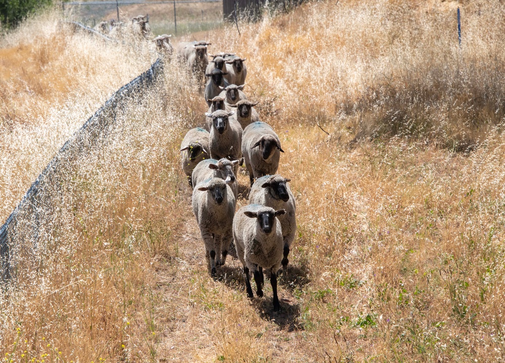 Travis AFB protects environment by using sheep