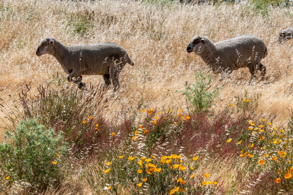 Travis AFB protects environment by using sheep