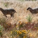 Travis AFB protects environment by using sheep