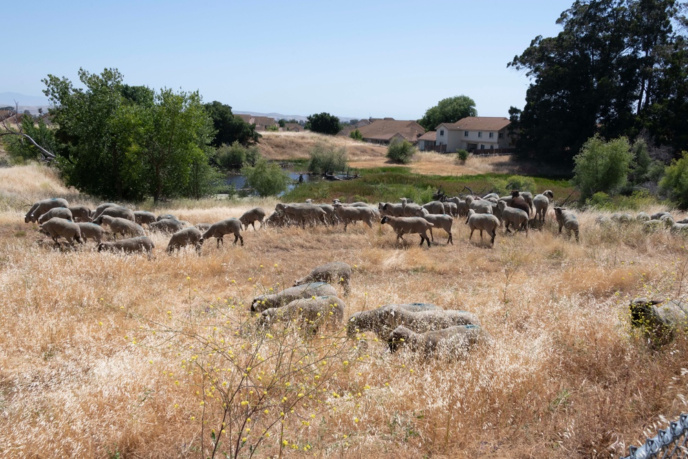 Travis AFB protects environment by using sheep