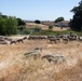 Travis AFB protects environment by using sheep