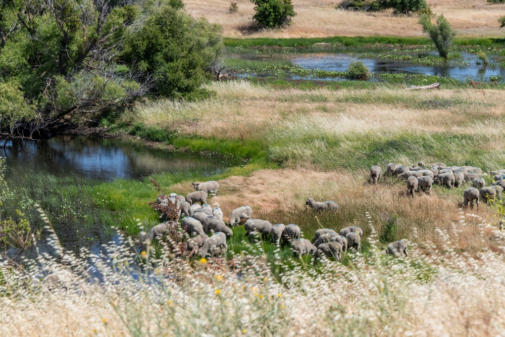 Travis AFB protects environment by using sheep