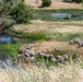 Travis AFB protects environment by using sheep