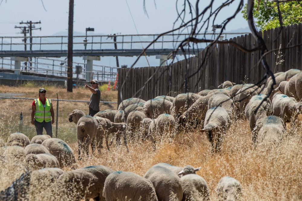 Travis AFB protects environment by using sheep