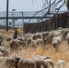 Travis AFB protects environment by using sheep