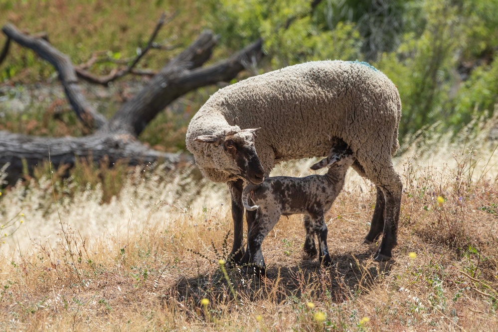 Travis AFB protects environment by using sheep