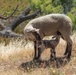 Travis AFB protects environment by using sheep