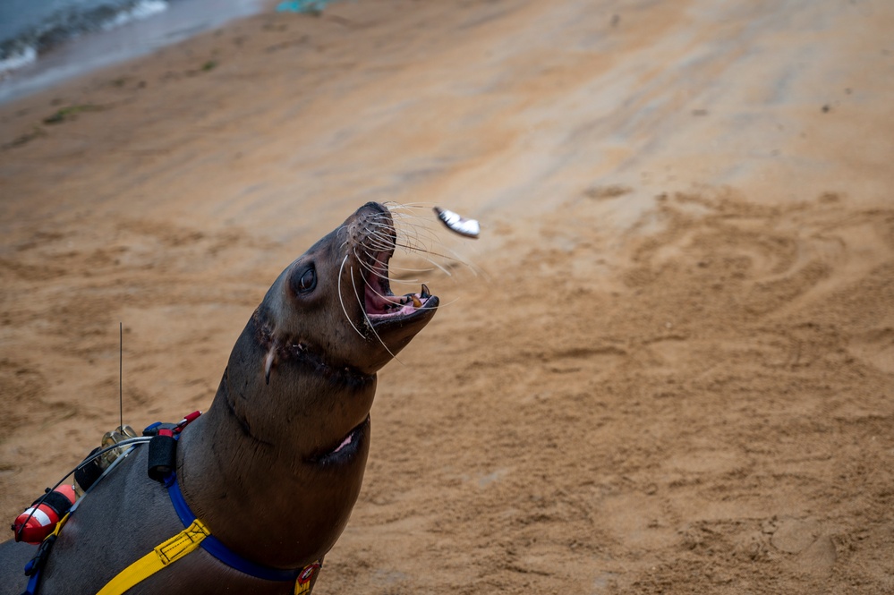 dvids-images-nere23-participants-experience-marine-mammal-program