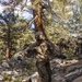 MTX 4-23: Marines with 2/23 practice rappelling at Mountain Warfare Training Center