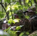 Snipers With Charlie Troop, 172nd Cavalry Regiment, Hone Their Stalking Abilities at Camp Ethan Allen Firing Range