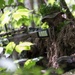 Snipers With Charlie Troop, 172nd Cavalry Regiment, Hone Their Stalking Abilities at Camp Ethan Allen Firing Range