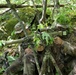 Snipers With Charlie Troop, 172nd Cavalry Regiment, Hone Their Stalking Abilities at Camp Ethan Allen Firing Range