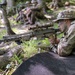 Snipers With Charlie Troop, 172nd Cavalry Regiment, Hone Their Stalking Abilities at Camp Ethan Allen Firing Range