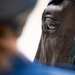 Airman represents Air Force in horse competition, wins first place