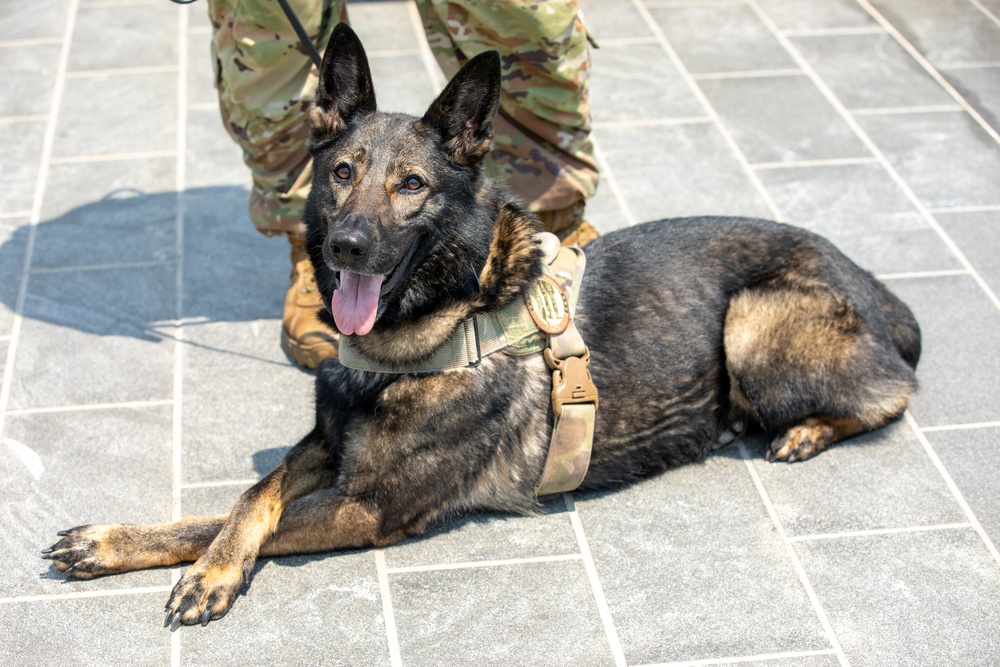 Showcasing military working dog capabilities at Army birthday