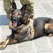 Showcasing military working dog capabilities at Army birthday