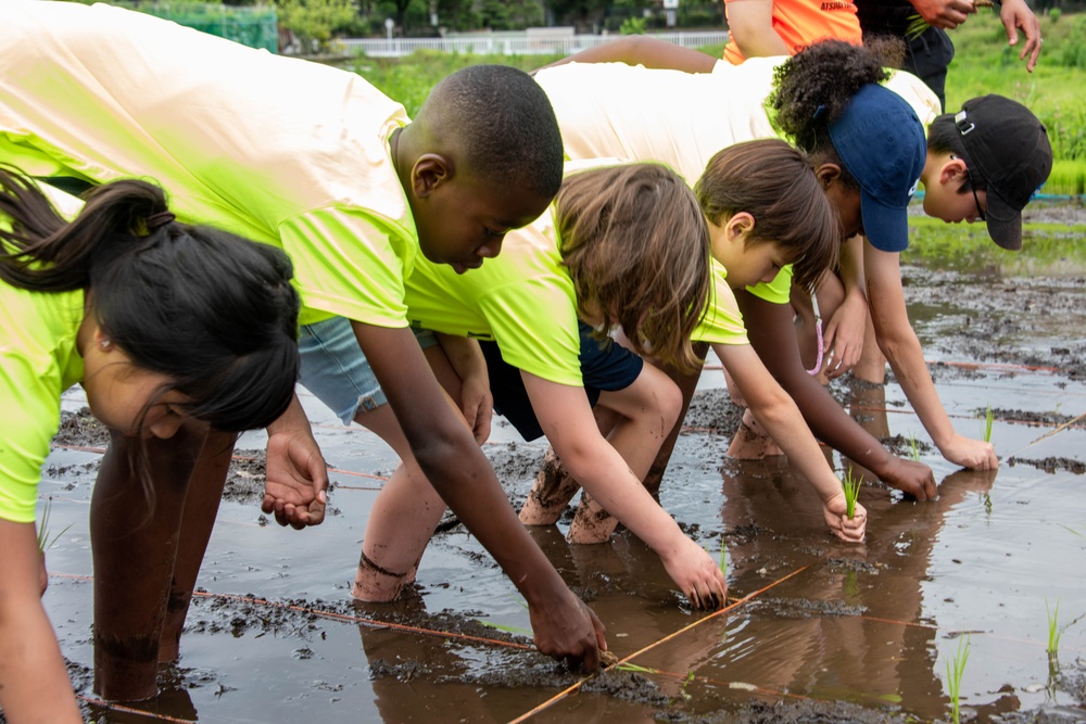 Rice Planting Volunteer Event