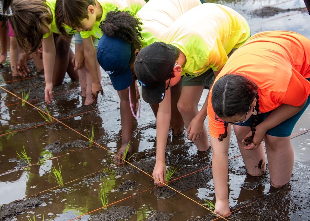 Rice Planting Volunteer Event