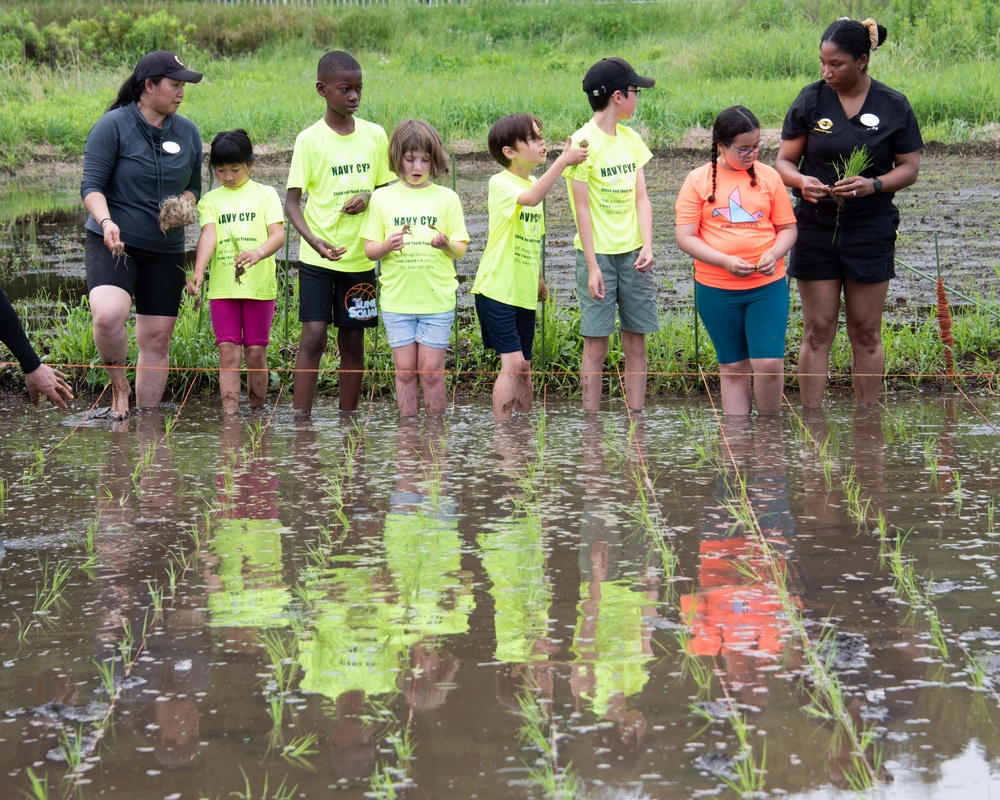 Rice Planting Volunteer Event