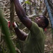 Camp Blaz Marines Participate In Forest Enhancement