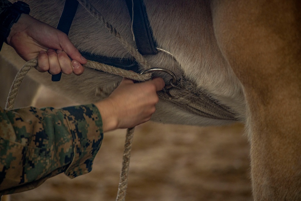 MTX 4-23: Marines with CLB 453 practice Animal Packing at Mountain Warfare Training Center