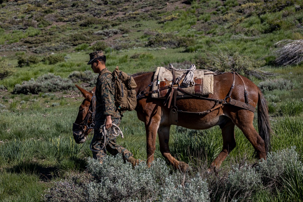 MTX 4-23: Marines with CLB 453 practice animal packing at Mountain Warfare Training Center