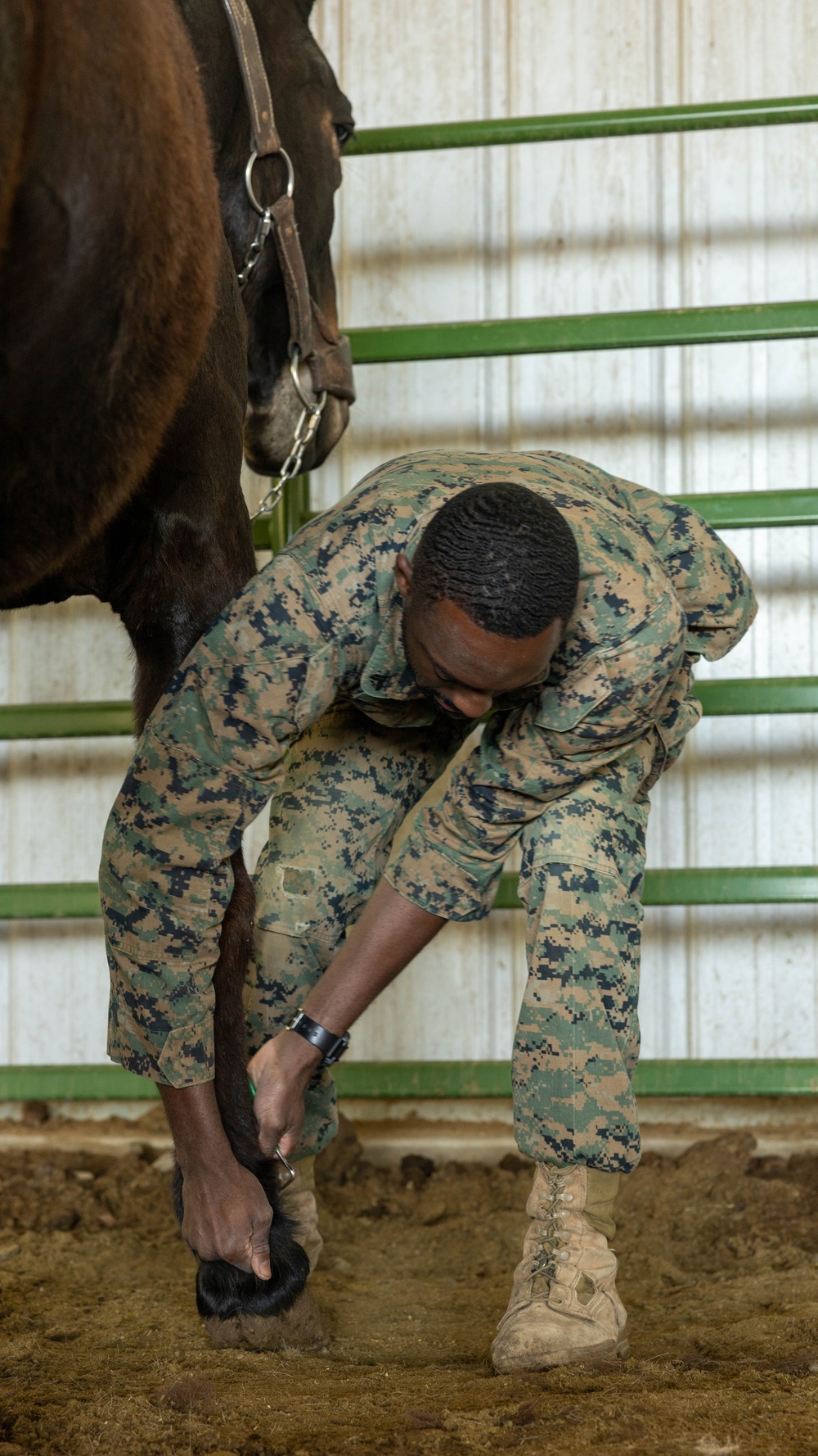 MTX 4-23: Animal Packing at Mountain Warfare Training Center