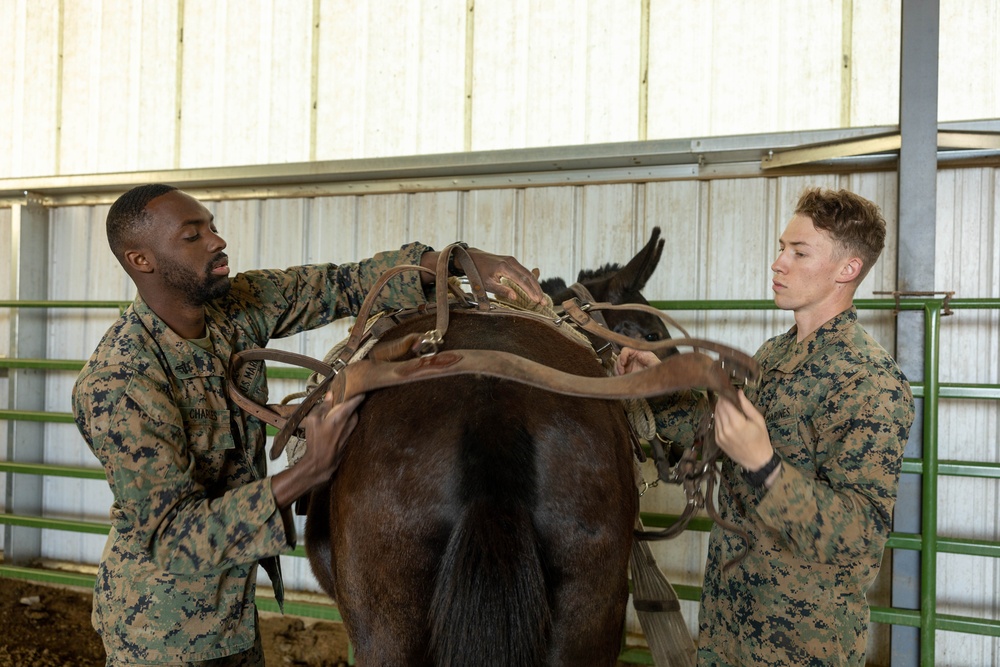 MTX 4-23: Animal Packing at Mountain Warfare Training Center