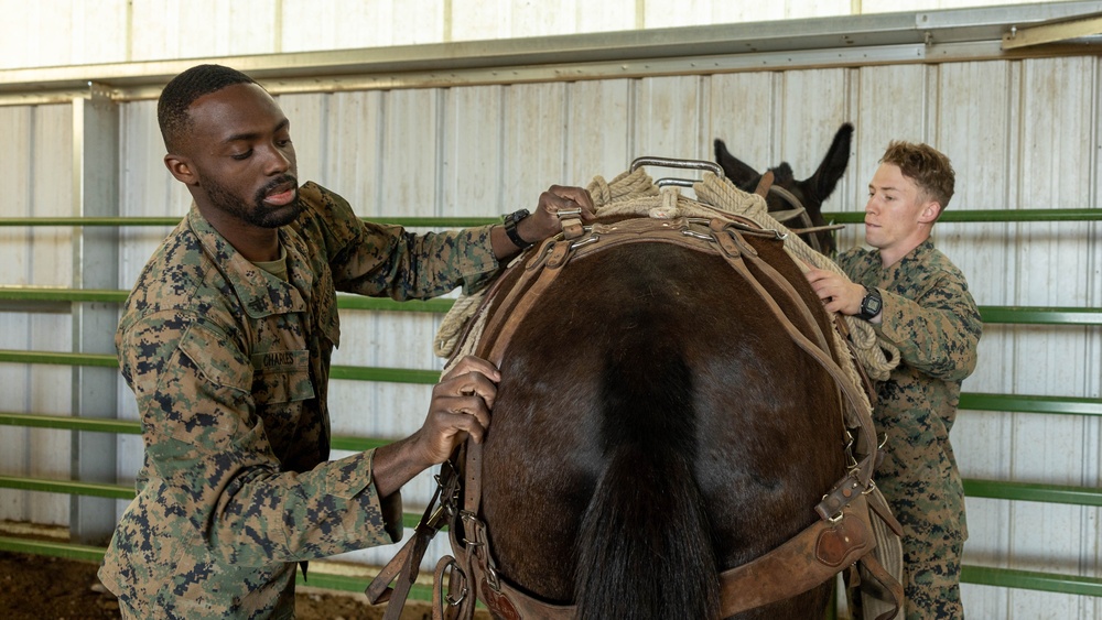 MTX 4-23: Animal Packing at Mountain Warfare Training Center