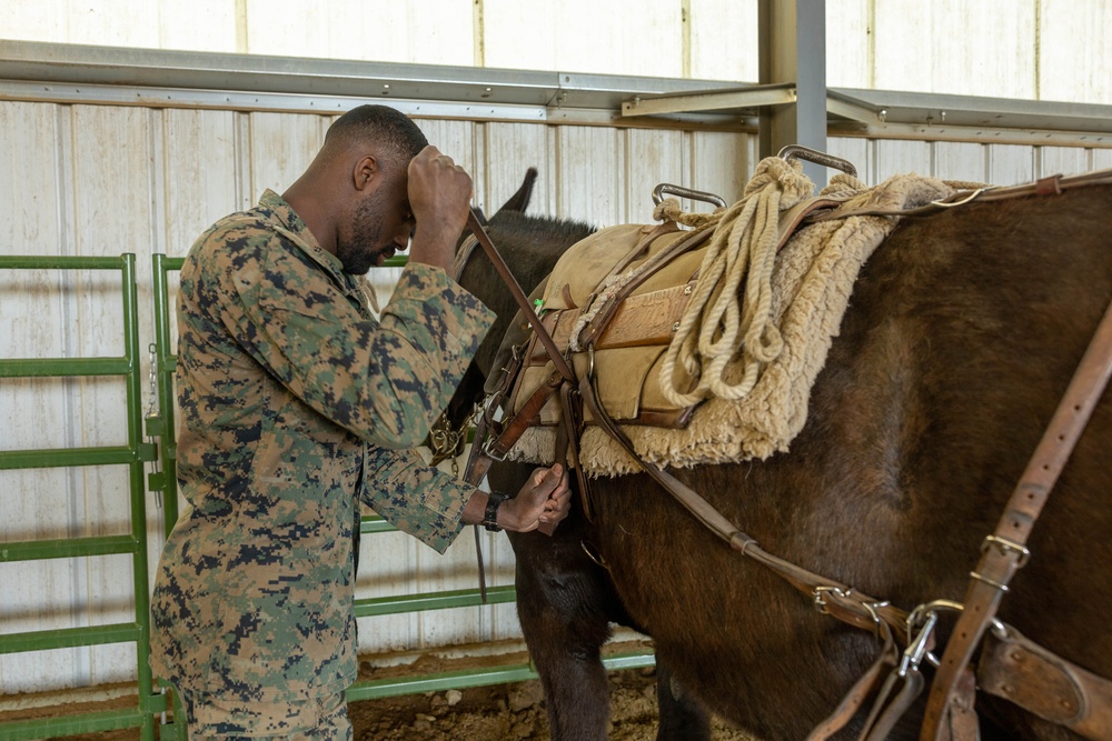 MTX 4-23: Animal Packing at Mountain Warfare Training Center