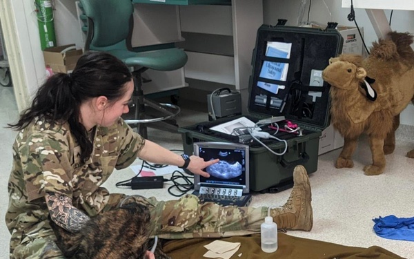 KFOR Soldier conducts K9 ultrasound