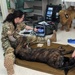 KFOR Soldier conducts K9 ultrasound