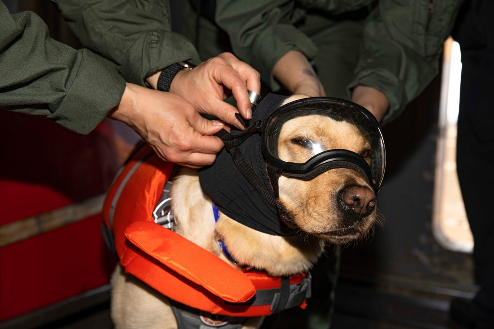 Ford Facility Dog Sage Visits USS Normandy