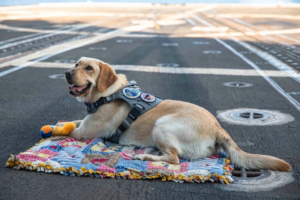 Ford Facility Dog Sage Visits USS Normandy