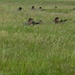 100th SFS performs small unit tactics training
