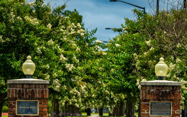 Warriors Walk Crape Myrtles in Bloom