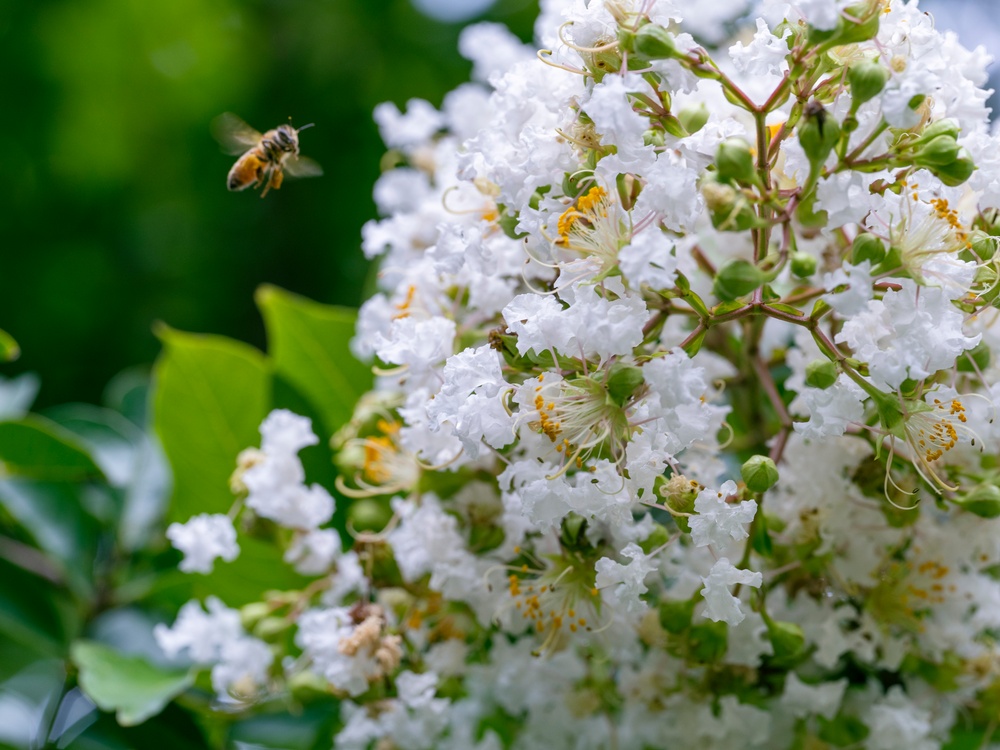 Warriors Walk Crape Myrtles in Bloom