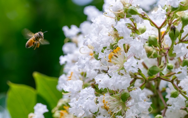 Warriors Walk Crape Myrtles in Bloom