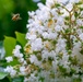 Warriors Walk Crape Myrtles in Bloom